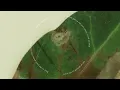 UMI - sorry (Lyric Video)