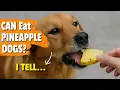 WHAT Happens if I Give My DOG PINEAPPLE