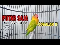 Download Lagu Suara Lovebird Ngekek Panjang FIGHTER PINTAR Memancing BUNYI PUTAR SAJA Lovebird manapun pasti NYAUT