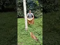Download Lagu #heights #catching #fruits #jackfruit #catch #jutebag #harvest #harvesting #newideas