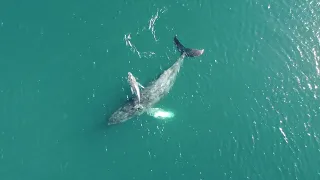 Pirate Promo (Isara Drone Shots)