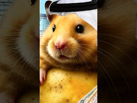 🇦🇪 Pipi Potato 🇦🇪