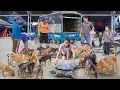 Download Lagu 388 Days Use Truck To Buy Many Dogs, Horse, Buffalo, Harvest Fish Go To Countryside Market Sell