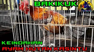Download KEINDAHAN AYAM HUTAN KASINTU JAWABARAT |BAKIKUK MP3