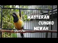 Download Lagu CUCAK CUNGKOK KONSLET🔥 Masteran Paling Dicari \u0026 Favorit Juri Lomba