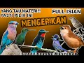 Lagu FULL ISIAN MENGERIKAN! MASTERAN Kasar UNTUK BURUNG LOMBA - YANG TAU MATERI PASTI PILIH INI