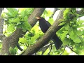 European Bird Sounds : One Hour with 27 European Birds