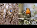 Download Lagu European Bird Sounds : One Hour with 27 European Birds