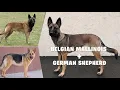 Shepinois German Shepherd Belgian Malinois Mix Dog Breed Explained - Pros Cons