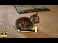 Kittens use 100 cuteness
