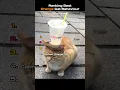 Download Lagu Ranking Best Orange Cat Videos🐈 #orangecat #funny #tiktok #catshorts #funnycats