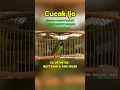 Download Lagu CUCAK IJO AUTO JAMTROK! Masteran Pancingan Ngekek Panjang #shorts