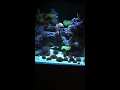 93g cube thunderstorm