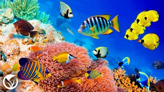 Under The Ocean A Calm Film About Nature And Relaxation With Deep Relaxing Music 