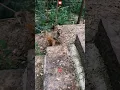 Download Lagu Kaget Banget! Monyet Ini Loncat ke Jurang Gara-Gara Dibangunin! 😁 #shorts #animals #monkey  #funny