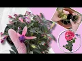 Lagu Fixing a Struggling Chenille Plant | Hoya Linearis Progress + Fuchsia \u0026 Ivy Geranium Propagation