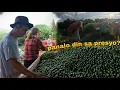 Download Lagu ISANG TONELADA ULI SA SECOND DAY HARVEST