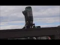Annoying Sparrows Using Justin Bieber Music