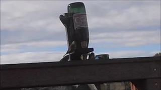 Annoying Sparrows Using Justin Bieber Music