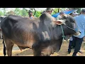 Download Lagu 14 juta !! Pegon Brahman Harga Murah Meriah !! Pasar Sapi Jatirogo