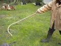 How we use a shepherd s hook with our goats