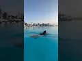 Download Lagu Bikini Girls swimming #bikini #beach #dubai #swimming #dubailife