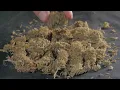 Gelato marijuana strain