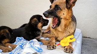 🏆Mother of the Year‼️A cute German Shepherd puppy and his mom, Rika. Odessa 2026