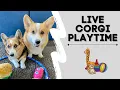 Corgi Morning Playtime with Hammy and Olivia