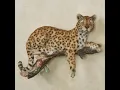 Leopard at Rest Exclusive Wall Accent