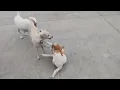 BIG AND SMALL DOGS MATING