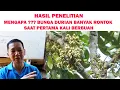 Download Lagu Hasil  Penelitian ❗❗ Mengapa Bunga  \u0026 Buah  DURIAN Rontok Saat Pertama Berbuah