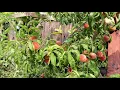 White peaches fruit taste test