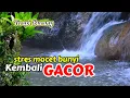Download Lagu suara gemericik air terapi burung stres macet bunyi agar kembali gacor