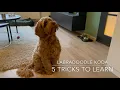 Five easy tricks to teach your puppy - Dog Training