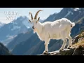 Lagu Mountain Goats – The Masters of the Vertical World | Wildlife Documentary