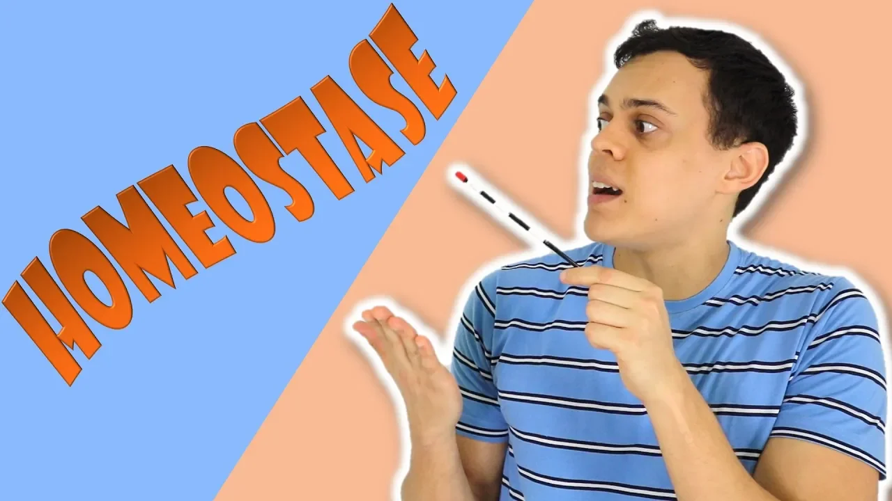 Homeostase (ou homeostasia) no Corpo Humano. O que é?