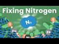 The Most Underrated Chemical Process on Earth Nitrogen Fixing