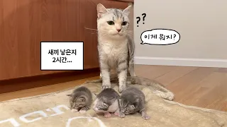 새끼 3마리 낳고 엄마가 됐는데 뭔가 이상한 초보맘