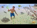 Download Lagu Finding SEA CREATURES on Remote Island 10 Miles from Land!! (Dangerous)