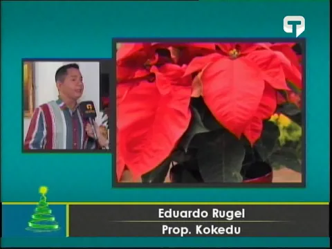 Flor de la navidad tendencia para adornar tu casa en estas fiestas