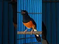 Download Lagu SUARA BURUNG MURAI MEMANCING BUNYI MURAI NGELOWO
