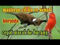 Download Lagu Masteran cililin vs kenari BERJEDA cocok buat masteran murai batu dan burung kicau