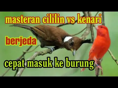 Download MP3 Masteran cililin vs kenari BERJEDA cocok buat masteran murai batu dan burung kicau