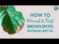 How to Save Your Fiddle Leaf Fig from Brown Spots and Dropping Leaves in a Hurry