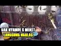 Download Lagu TERAPI PLECI AURI VENTER DENGAN SUARA KOLONI OMBYOKAN PLECI AURIVENTER AGAR CEPAT NGALAS