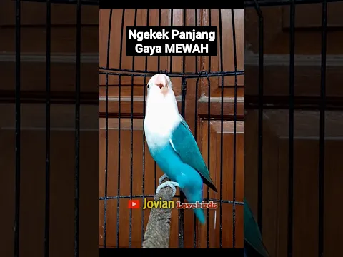 Download MP3 Lovebird Ngekek Panjang Gaya Mewah