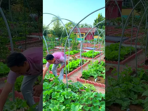 Show off my little vegetable garden! Do you like this kind of idyllic rural life