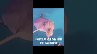 Unforgettable, Swimming with dolphins in the Caribbean