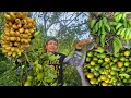 Download Lagu Hitik sa Bunga kalamansi at saging sa Kabilang area number 4...sabay sabay pitas gulay 